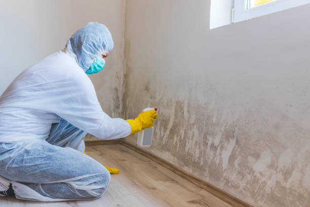 Best Mold Removal Process  in USA